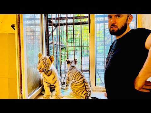 Видео: Маленькие белые тигрята больше всего любят после прогулки сидеть и смотреть в окно, а я на них)