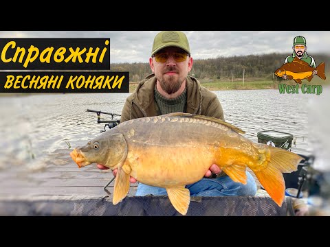 Видео: Справжні весняні коняки!Відкриття сезону 2023!Повний розрив,купа карпів 10+!Карпова рибалка на флет