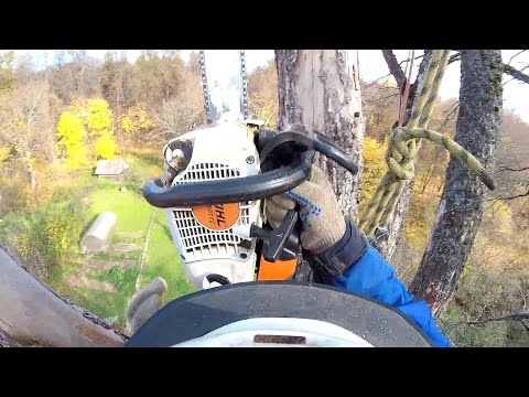 Видео: Спил аварийных деревьев частями От первого лица