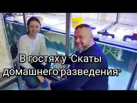 Видео: скАтоферма. Разведение скатов. В гостях у "Скаты домашнего разведения".