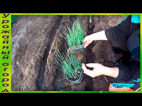 Видео: ГИГАНТСКИЙ ЛУК ЭКСИБИШЕН!ТОНКОСТИ ВЫСАДКИ РАССАДЫ В ГРУНТ!