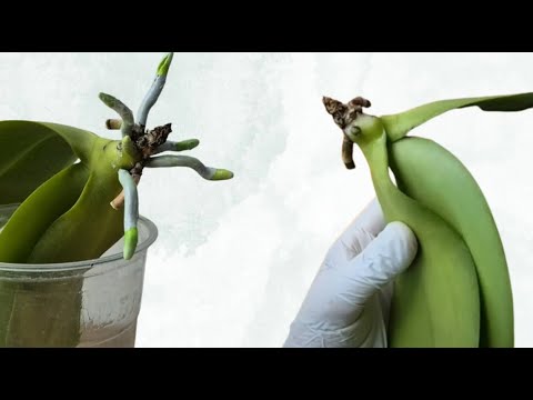 Видео: Новые корни орхидей растут как сумасшедшие.