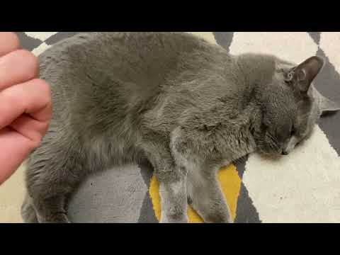 Видео: Коту Тиму 5 лет