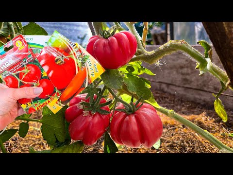 Видео: Лучшие сорта томатов 2025. Урожай с них ведрами, и не болеют. Делюсь названиями
