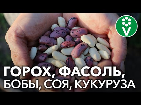 Видео: Секреты выращивания бобовых растений. Запись семинара