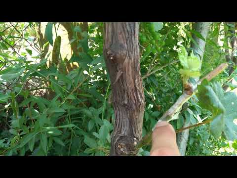 Видео: Присаждане (ашладисване)на лоза черно на зелено- grapevine grafting,  grafting grape 🍇