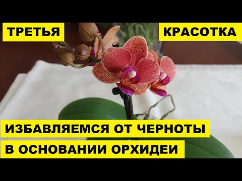 Видео: ТРЕТЬЯ КРАСОТКА...  ИЗБАВЛЯЕМСЯ ОТ ЧЕРНОТЫ В ОСНОВАНИИ ОРХИДЕИ