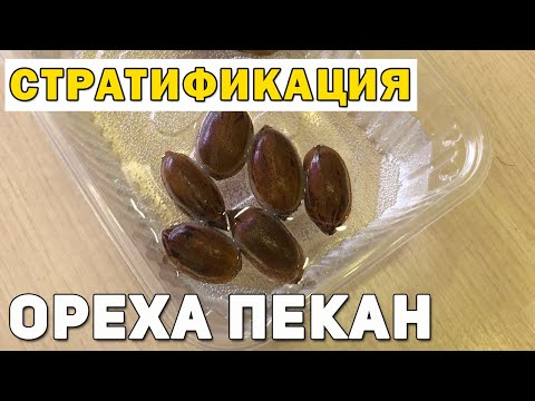 Видео: Стратификация ореха Пекан.