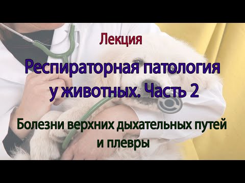 Видео: Респираторная Патология у Животных. 2 Часть.