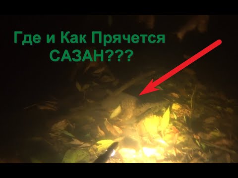 Видео: Где Прячется САЗАН??? Подводная Охота 2023-2024