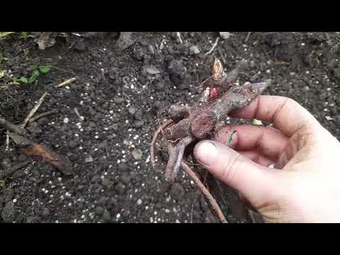 Видео: Посадка травянистых пионов. Как я это делаю.