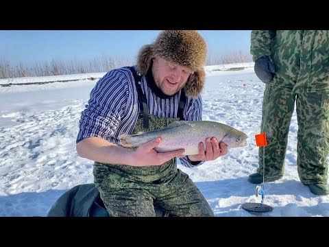 Видео: ЛОВЛЯ ФОРЕЛИ НА ЖЕРЛИЦЫ. Рецепт форели на гриле. Зимняя рыбалка 2021. Блюдо в казане.