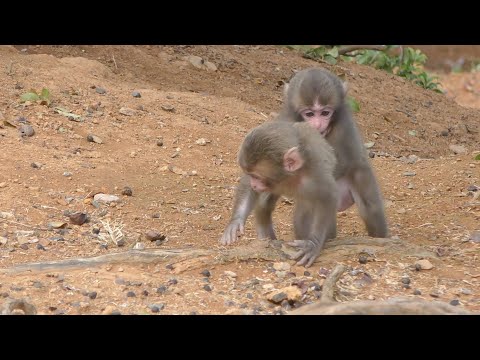 Видео: Обезьянки дерутся? ?? ?? Нет, они просто играют