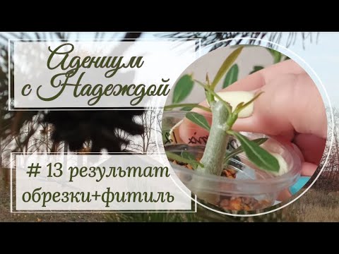 Видео: Адениум с Надеждой. Результаты обрезки. Адениум на фитильном поливе.