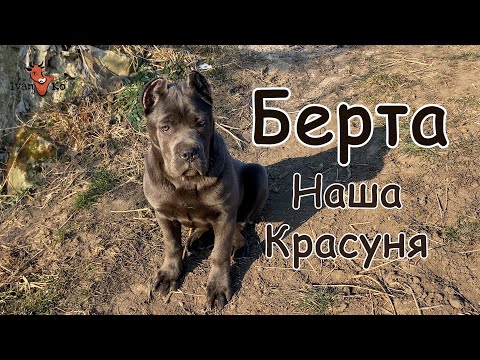Видео: 🐾 Кане Корсо на ім’я Берта – наша вірна захисниця та друг! 🐶💙