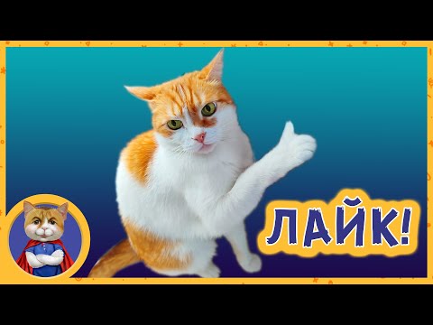 Видео: Странные коты: Рыжик и Печенька. Снова пришел кот-оборотень