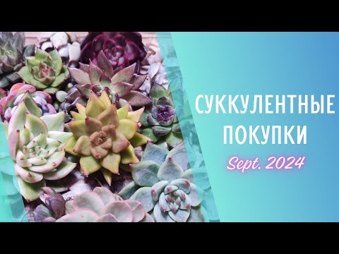 Видео: Распаковка суккулентов с КактусФеста 🌱 Сентябрь 2024