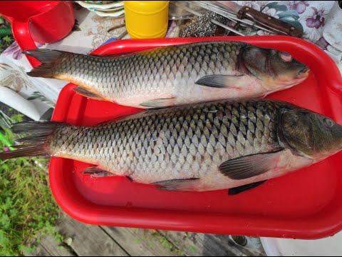 Видео: Копчёный сазан