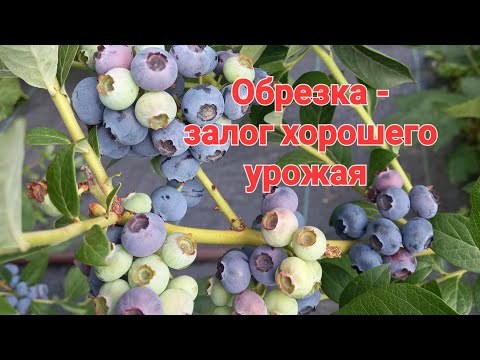 Видео: Осенняя обрезка голубики ВЗРОСЛОГО заросшего куста. 