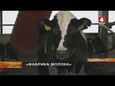 Видео: «ФАБРИКА МОЛОКА»