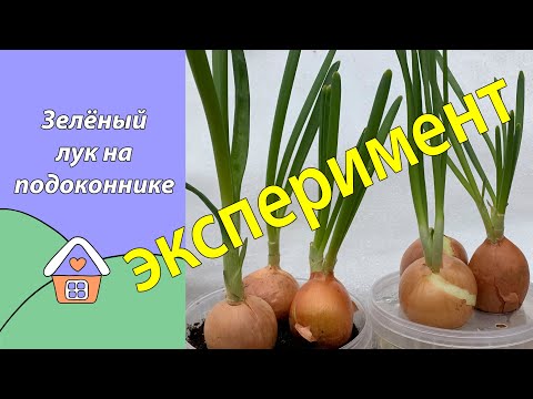 Видео: Зелёный лук на подоконнике. ЭКСПЕРИМЕНТ
