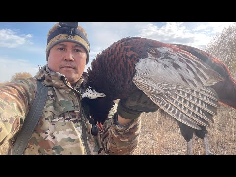 Видео: СУПЕР ОХОТА НА ФАЗАНА В ЖЕТЫСУ. Охота в Казахстане 2025. 