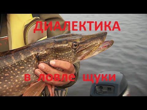 Видео: ДИАЛЕКТИКА В ЛОВЛЕ ЩУКИ