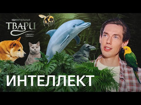 Видео: Слоны-пацифисты, мысли собак и кошек, муравьи-математики: какие твари самые умные?