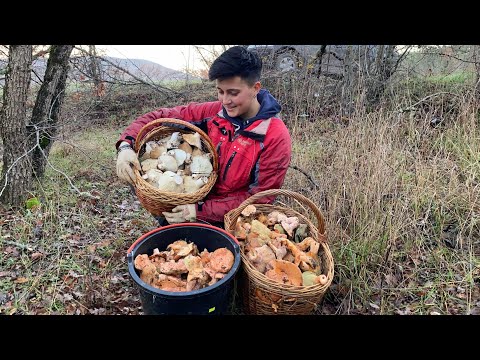 Видео: РЫЖИКИ КИДАЮТСЯ на людей, аккуратно! Дикий закос грибов