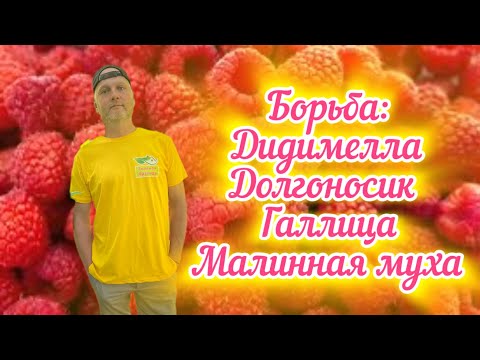Видео: Вредители малины.Дидимелла,Галлица