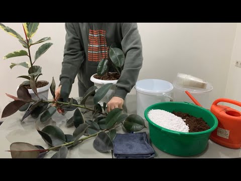 Видео: Размножение фикуса каучуконосного  в домашних условиях ￼￼.￼ Фикус эластика ￼