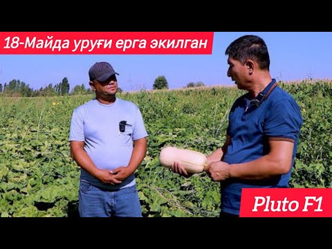Видео: Ҳосилдорлиги ва сифати хақиқатдан ҳам юқори Pluto F1 (Squash Pluto F1-Sakata)