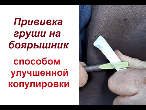 Видео: Как привить грушу на боярышник (метод улучшенной копулировки)