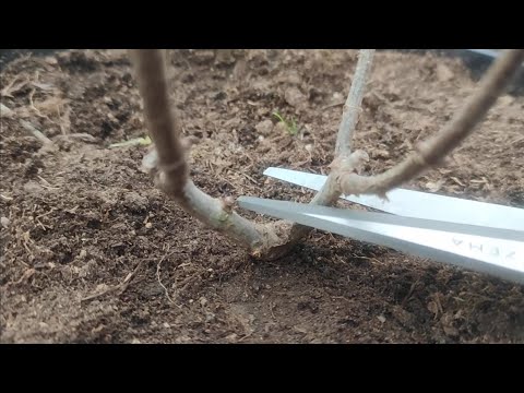 Видео: Обрезаю Самарскую Лидию второго года жизни  🌿 🌿