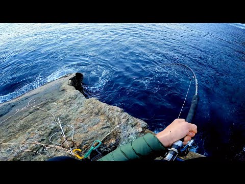 Видео: Рыбалка на крупную рыбу с суши