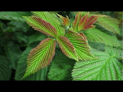 Видео: Ветка малины, часть 1