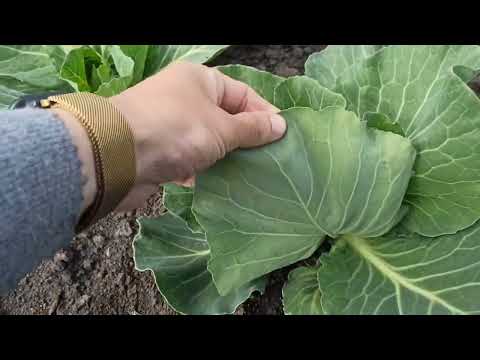 Видео: Гербицид султан - максимальная защита капусты