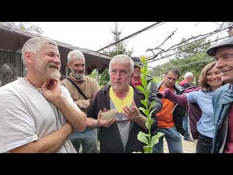 Видео: Бай Руси Стоянов, за отглеждането на цитруси в саксия. Антон Павлов за вкореняването на цитруси.