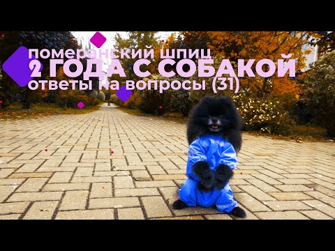 Видео: 2 года с собакой  померанский шпиц. ответы на 31 вопрос + Тайм-Код | Yurich_yuriy