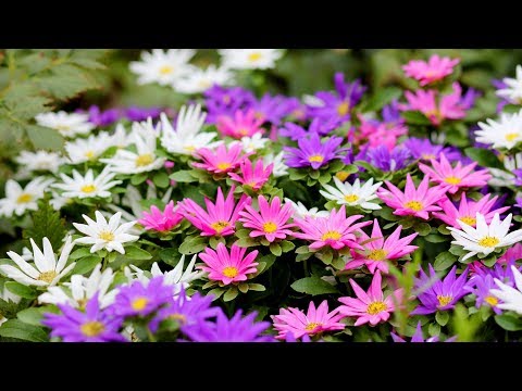 Видео: Почему сохнут астры
