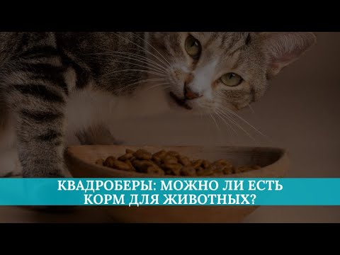 Видео: Квадроберы: можно ли человеку есть корм для животных?