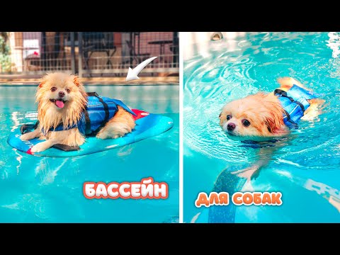 Видео: СОБАЧКА ЭЛИС ПЛАВАЕТ в СПЕЦИАЛЬНОМ БАССЕЙНЕ для СОБАК | СОБАКА НА САПборде