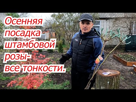 Видео: Правильная посадка штамбовой розы от "А" до "Я".