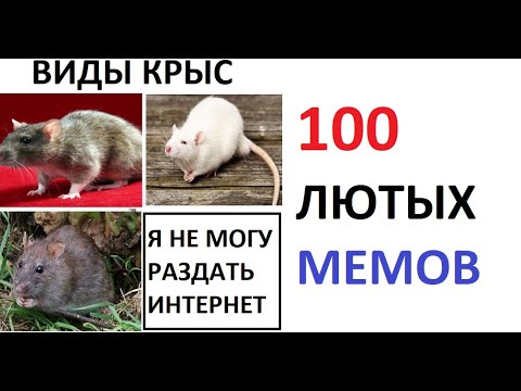 Видео: 100 ЛЮТЫХ МЕМОВ