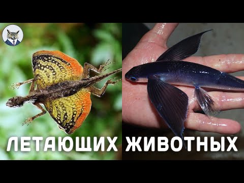 Видео: Удивительных Летающих Животных | Как Животные Летают Без Крыльев ?