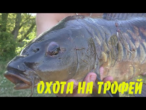 Видео: ПОДВОДНАЯ ОХОТА - ВЗЯЛ ХОРОШИЙ ТРОФЕЙ. Жаркое на костре 俄罗斯钓鱼