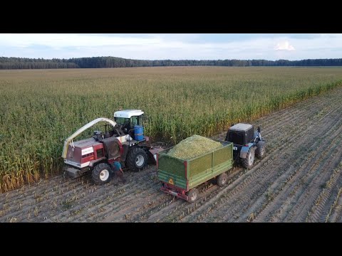 Видео: "БАБЬЕ ЛЕТО" и УБОРКА КУКУРУЗЫ / ЕСТЬ НЮАНСЫ С ЖАТКОЙ. ЗА РУСЬ !