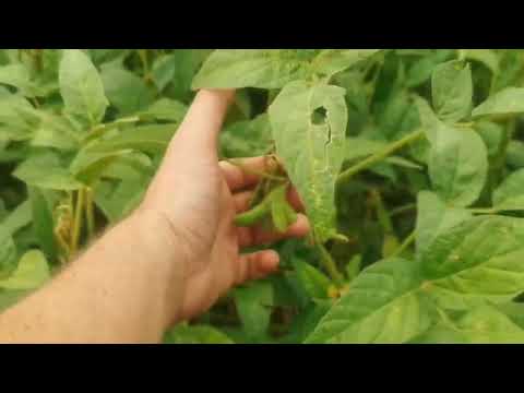 Видео: Соя сипе потужно! Перший досвід! Вінкропс!УРОЖАЙНІСТЬ!!! Технологія від А до Я!!!