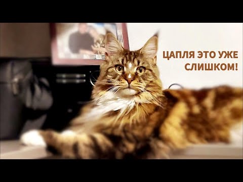 Видео: Кошка Анфиса и белая цапля #2k