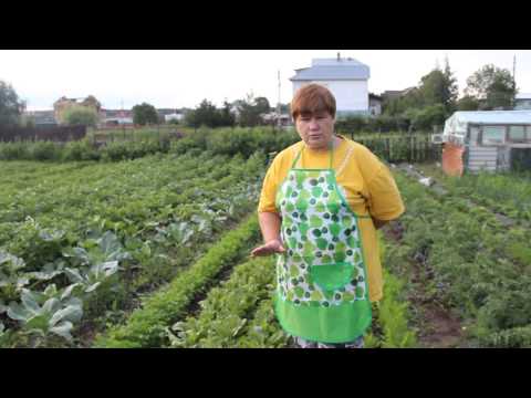 Видео: Как вырастить свеклу. И немного об укропе.